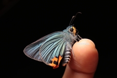 Choaspes hemixanthus