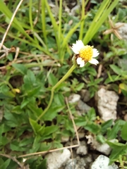 Tridax procumbens
