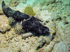 Cymbacephalus beauforti