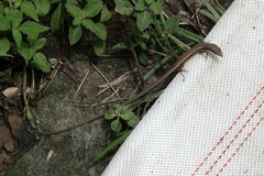 Takydromus intermedius