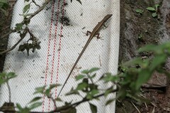 Takydromus intermedius