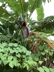 Musa × paradisiaca