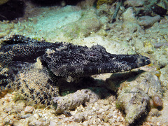 Cymbacephalus beauforti