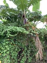 Musa × paradisiaca