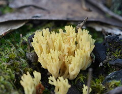 Ramaria lorithamnus