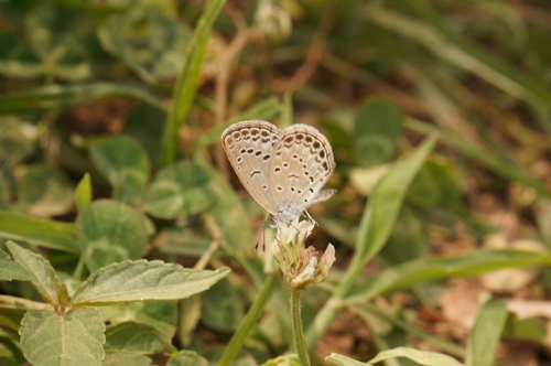Pale Grass Blue