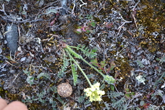 Oxytropis maydelliana