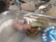 Ochetostoma erythrogrammon