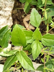 Tridax procumbens