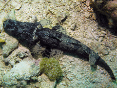 Cymbacephalus beauforti