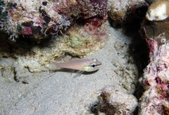 Ostorhinchus apogonoides