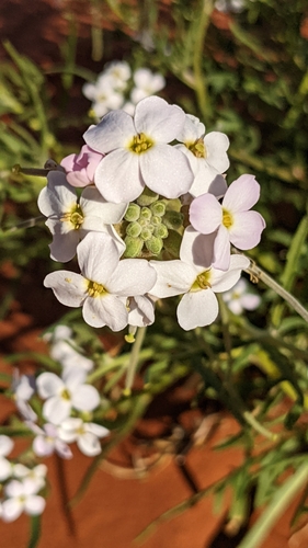 Blennodia pterosperma, 2022-08-07