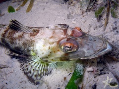 Platycephalidae