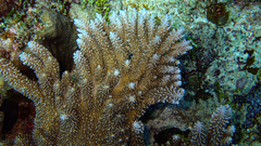 Acropora abrotanoides