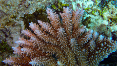 Acropora abrotanoides