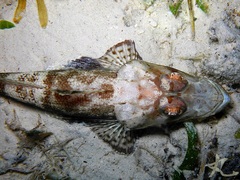 Platycephalidae