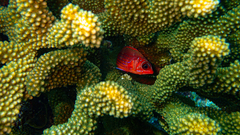 Sargocentron tiere