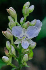 Dichorisandra amabilis