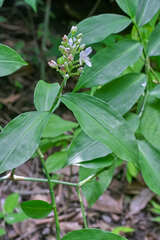 Dichorisandra amabilis