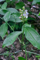 Dichorisandra amabilis