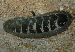 Ischnochiton australis
