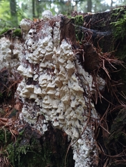 Antrodia heteromorpha