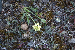 Oxytropis maydelliana