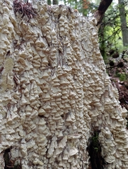 Antrodia heteromorpha