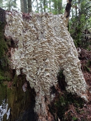 Antrodia heteromorpha