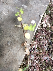 Magnoliopsida