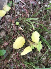 Magnoliopsida