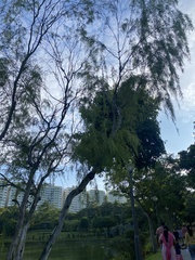 Leptospermum madidum