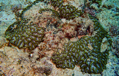 Oulophyllia crispa