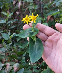 Senecio velleioides