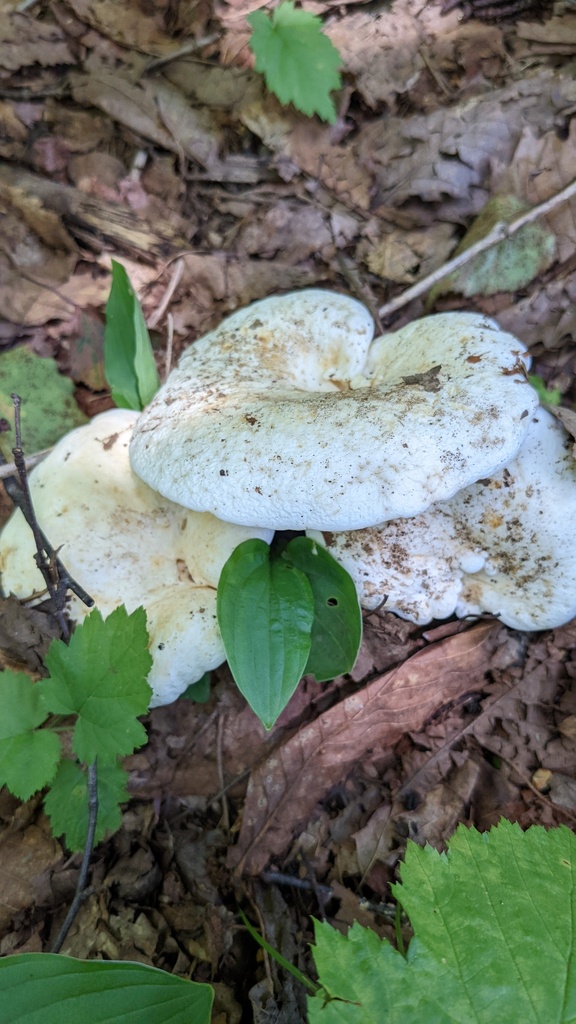 Lactifluus glaucescens