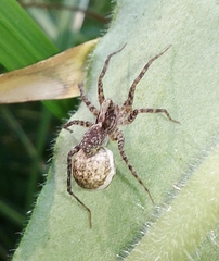Acantholycosa lignaria
