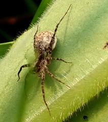 Acantholycosa lignaria