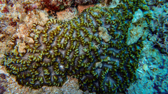 Oulophyllia crispa