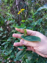 Senecio velleioides