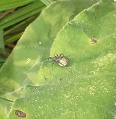 Acantholycosa lignaria