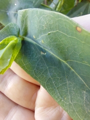 Senecio velleioides