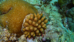 Acropora globiceps