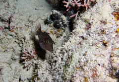 Canthigaster janthinoptera