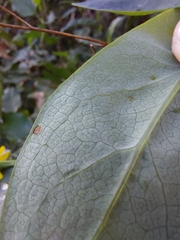 Senecio velleioides