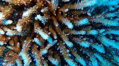 Acropora nana