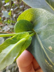 Senecio velleioides