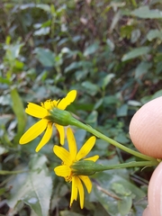 Senecio velleioides