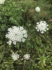 Daucus carota