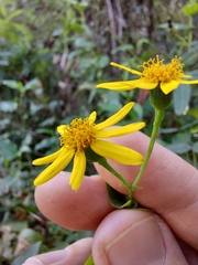 Senecio velleioides