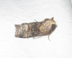 Abrostola asclepiadis